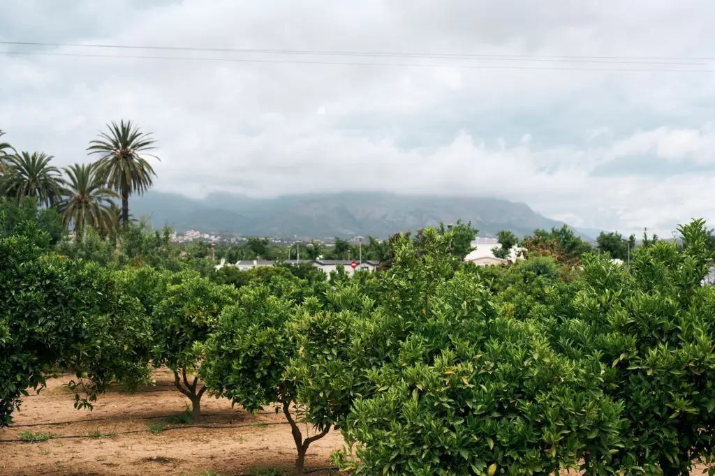 虫情测报灯与孢子捕捉仪在广西柑橘园监测中的协同应用方案正文配图 1